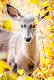 White Tailed Deer