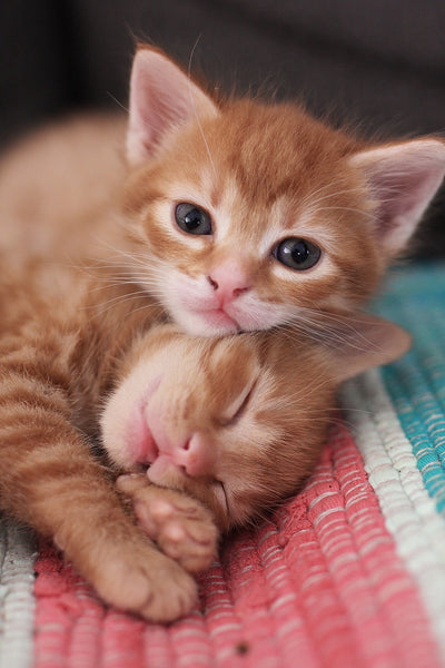 Snuggly Kittens