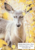 White Tailed Deer