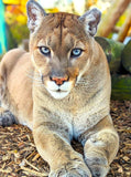 Geronimo - The Cougar