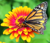 Monarch Butterfly