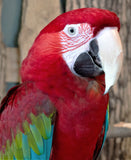 Macaw Diamond Painting - Beginner