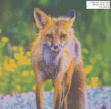 Red Fox