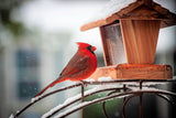 Snowy Cardinal