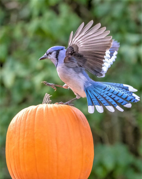 Blue Jay on Pumpkin