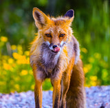 Red Fox