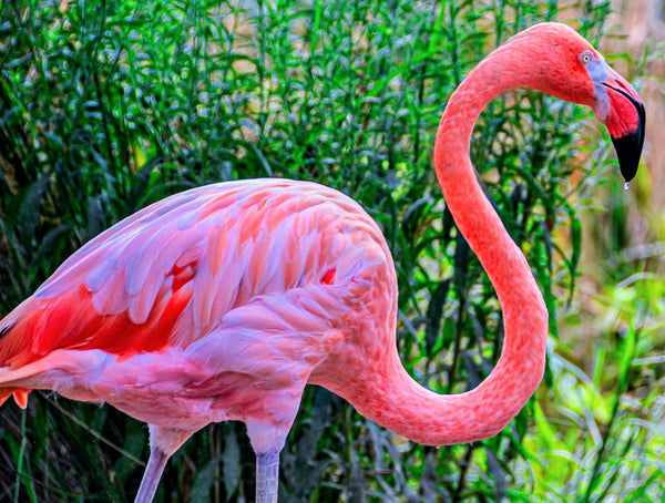 Flamboyant Flamingo Small - Less Than Perfect Diamond Painting Kit