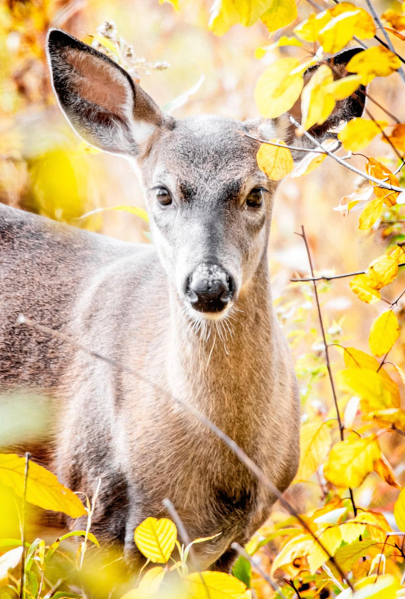 White Tailed Deer – Craft Pack Canada