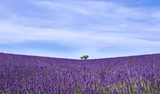 CraftPack Sticky Tack - Lavender Fields