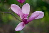 Saucer Magnolia - Beginner