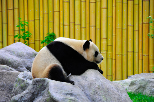 Giant Panda Diamond Painting