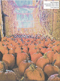 Barn Pumpkins