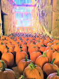 Barn Pumpkins