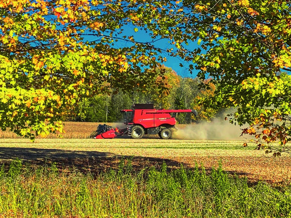 Fall Harvest