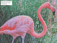 Flamboyant Flamingo