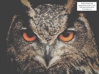 Great Horned Owl