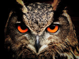 Great Horned Owl