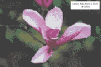 Saucer Magnolia - Beginner